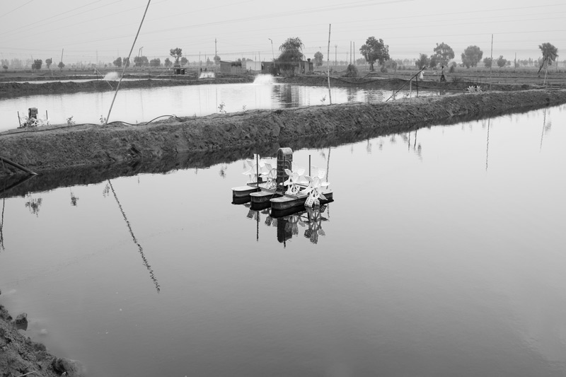 Shrimp Farming in Saline Agricultural Fields in Lahli village, Rohtak district, Haryana